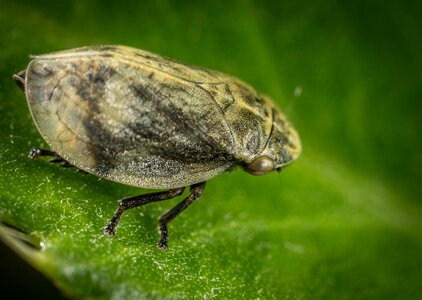 Animals outdoors for ordinary high rot leafhopper