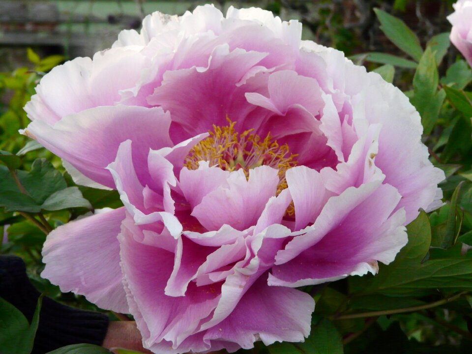 Peony leaf flower head