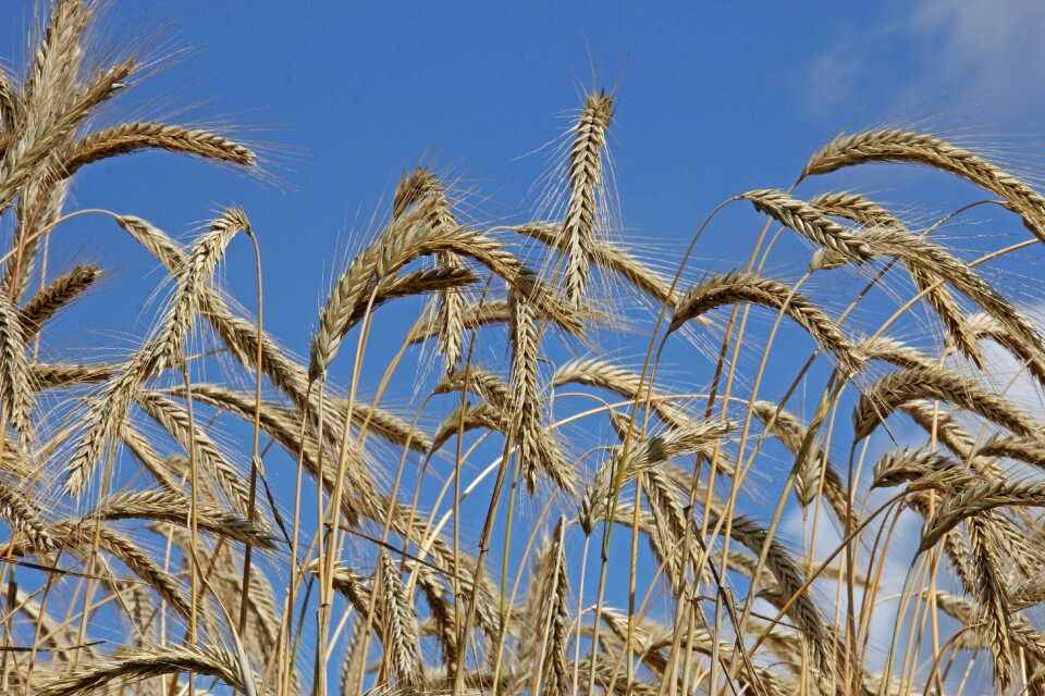 Agriculture cereals grain