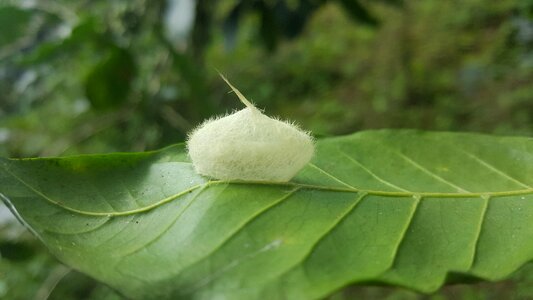 Plant environment egg of butterfly