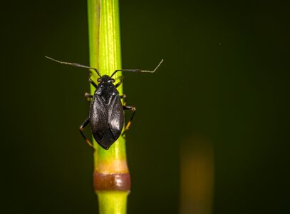 Living nature beetle stem