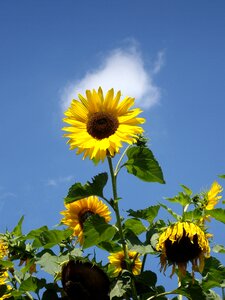 Growth sunflower schönwetter