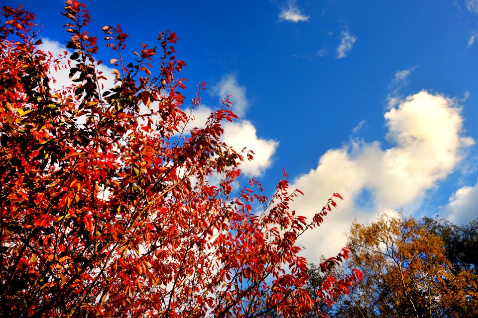 Autumn foliage autumn leaves red leaves photo