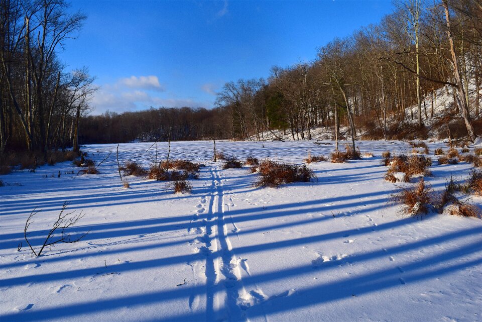 White cold nature
