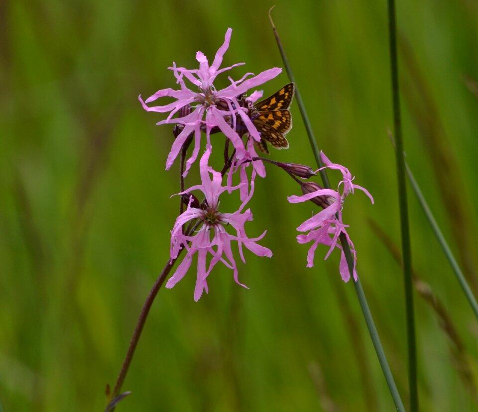 Plant nature cuckoo allspice