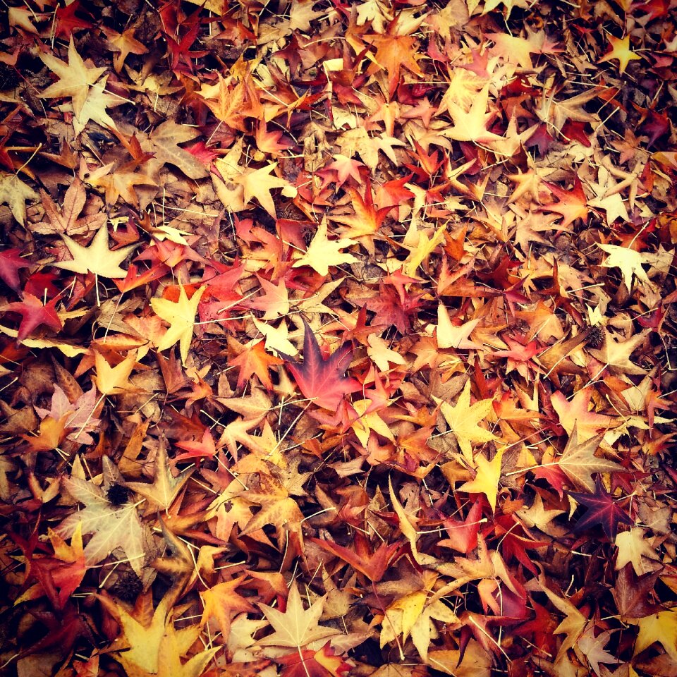 Autumn read outdoors