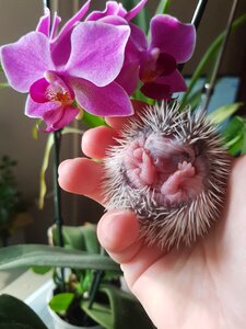 Beautiful hedgehogs törpesün