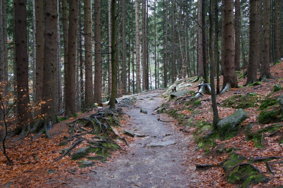 Gorgeous nature mood