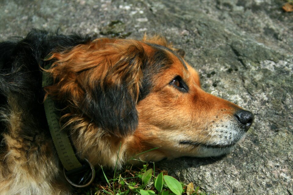 Mammal cute pet