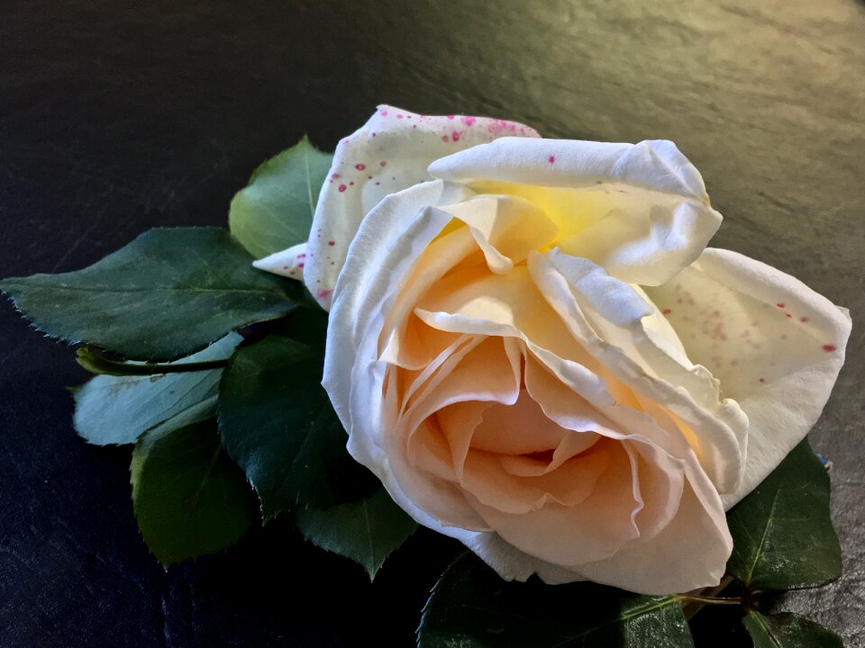 Pink flower pink flowers roses