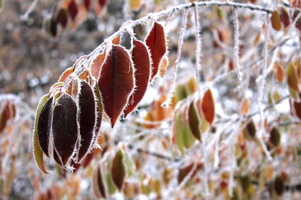 Nature cold image free