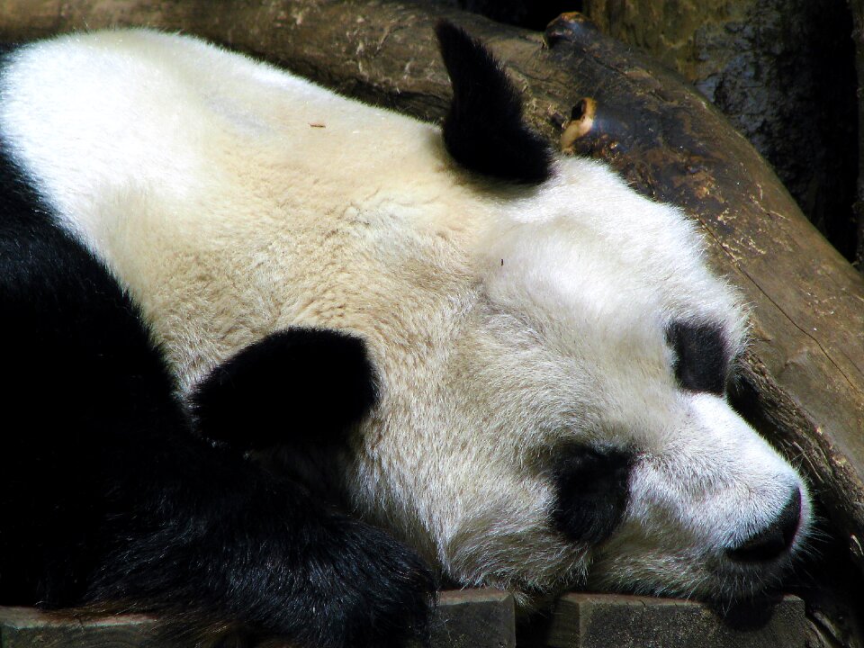 Nature panda animal