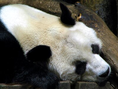 Nature panda animal