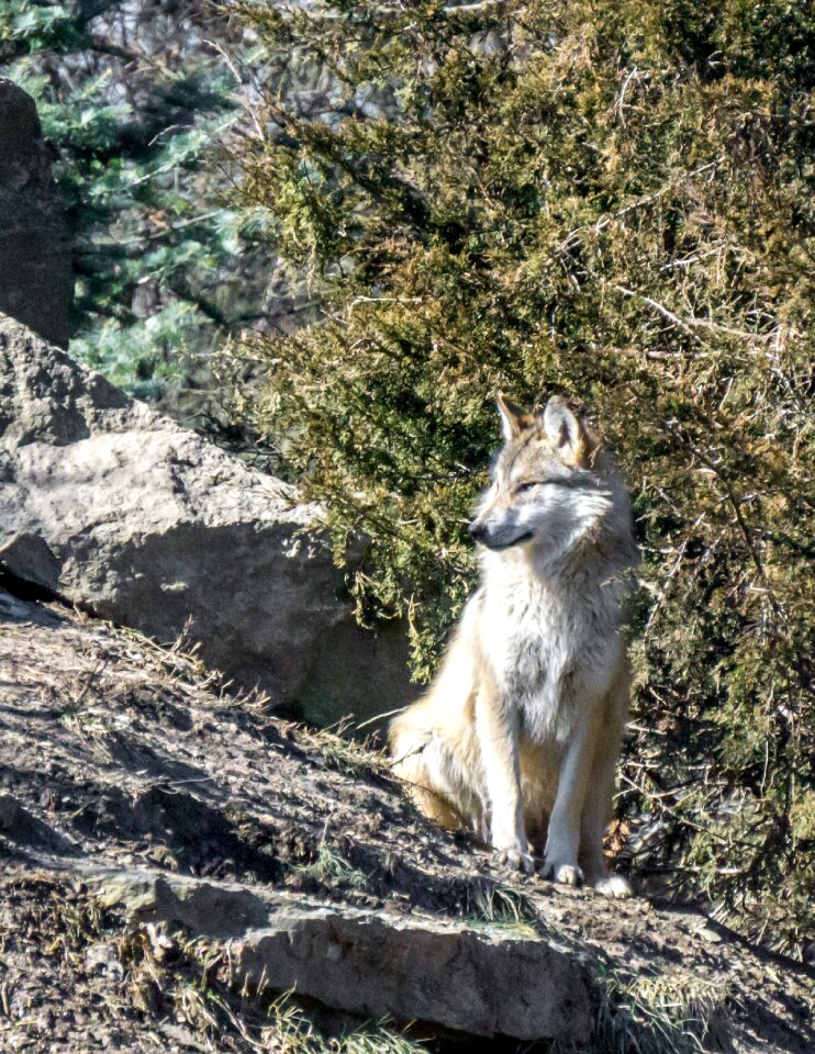 Mammal outdoors wolf