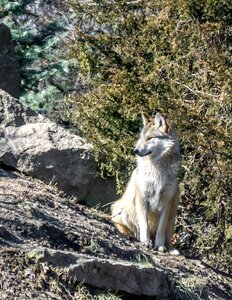 Mammal outdoors wolf
