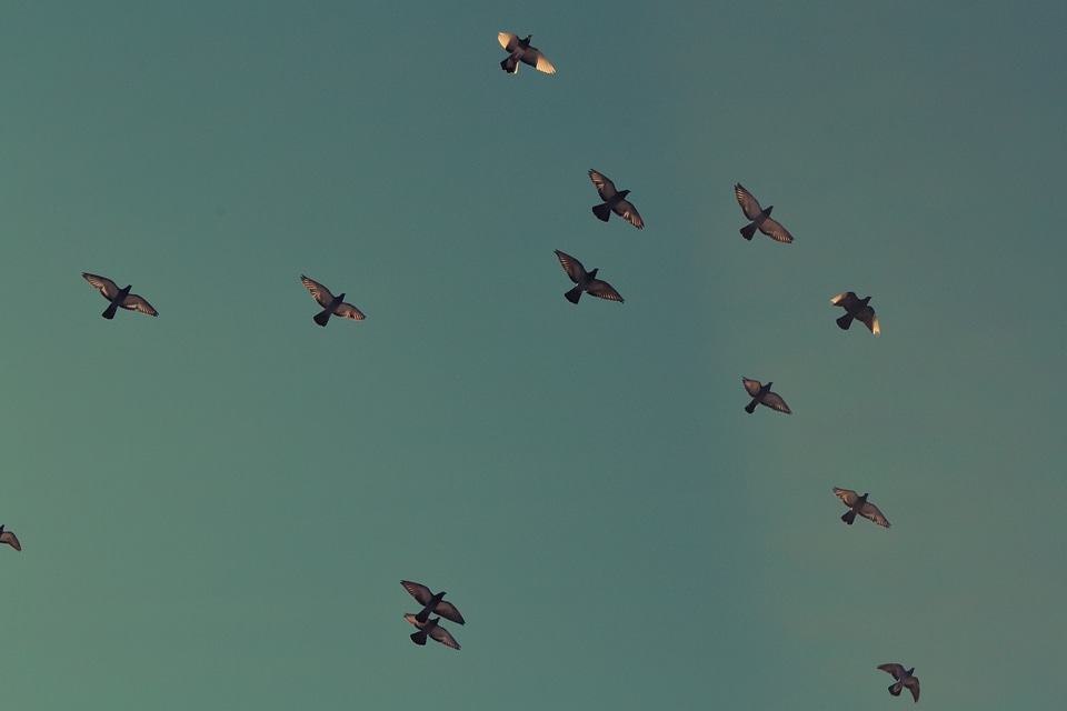 Flying flocking doves photo