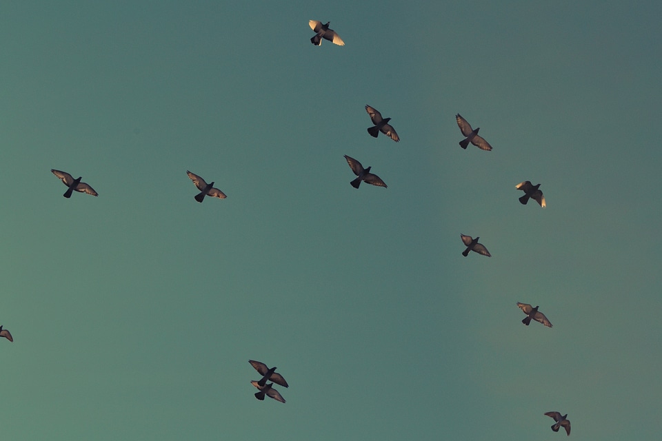 Flying flocking doves