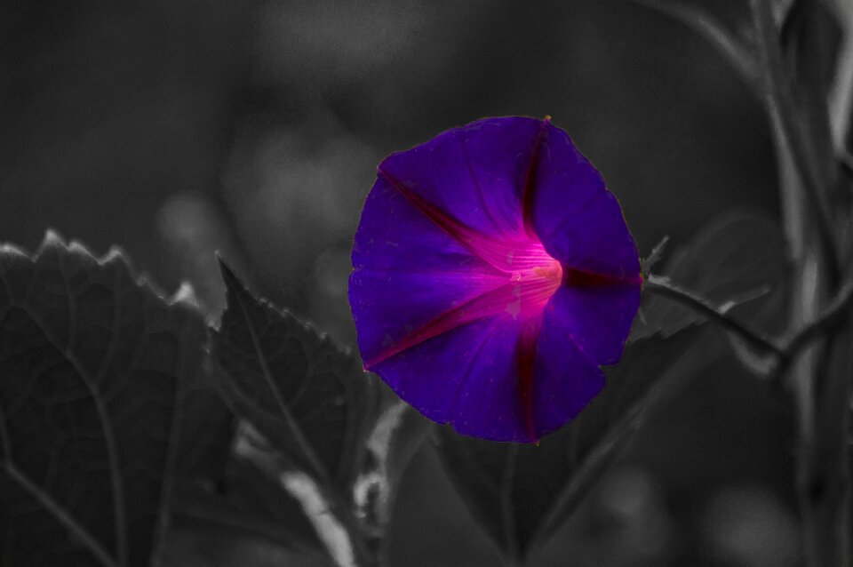 Flower krupnyj plan summer