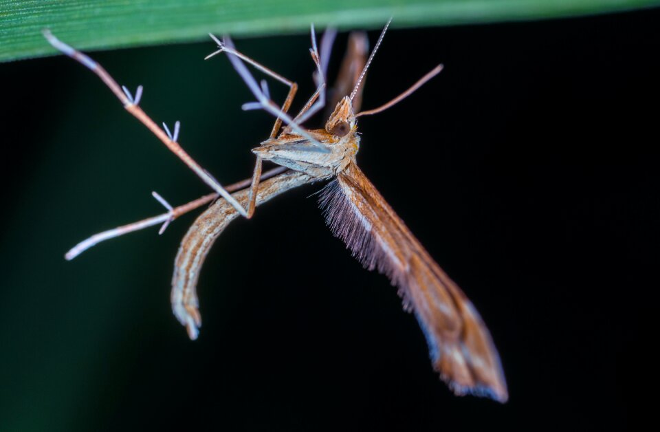 Living nature nature lepidoptera