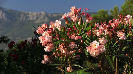 Flower oleander mountains