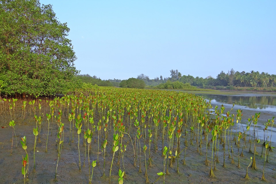 Creek tidal forest karwar