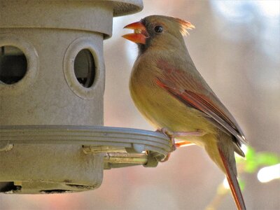 Female cardinal song bird