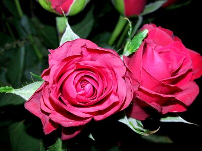 Petal floral romance photo