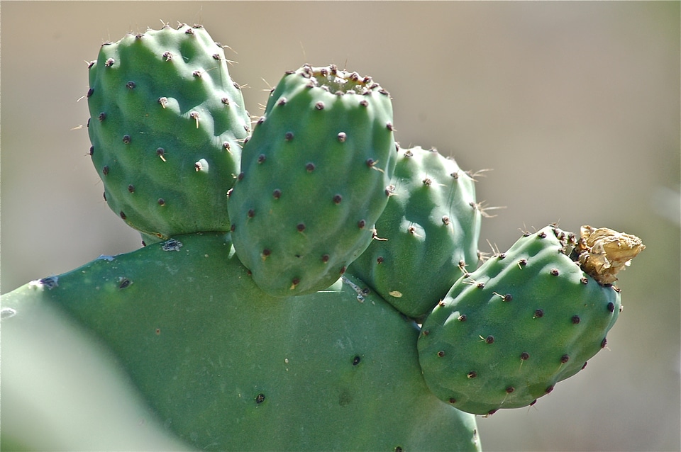 Cactus vegetable nature