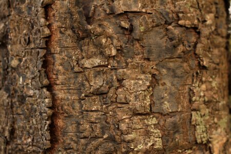 Texture default tree
