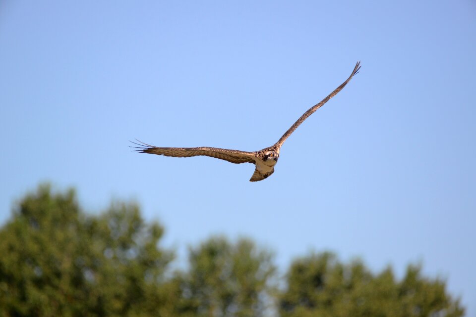 Wildlife flight raptor