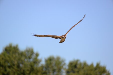 Wildlife flight raptor