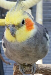 Animal kingdom cockatiel papegaaiachtige photo