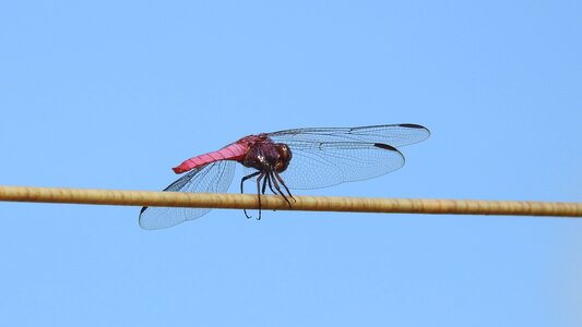 Sky insect outdoors photo