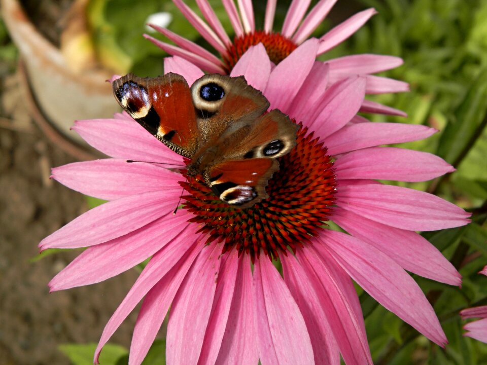 Butterfly flower garden