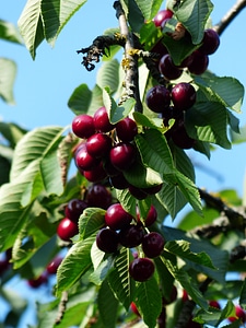 Fruit healthy leaves photo