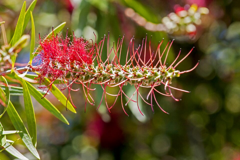 Garden leaf tree