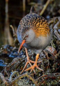 Outdoors animal wild