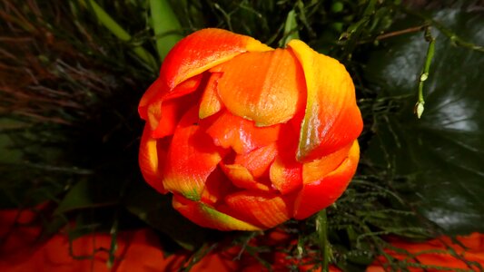 Bloom tulip art