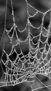 Web pattern dew photo