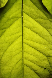 Plant natural botanical