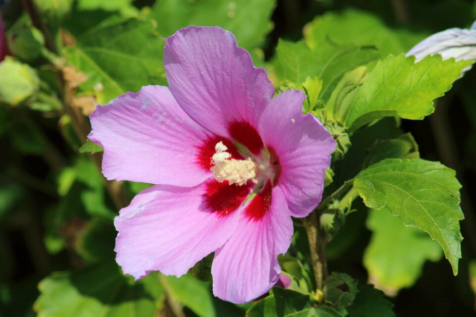Sheet no one blooming