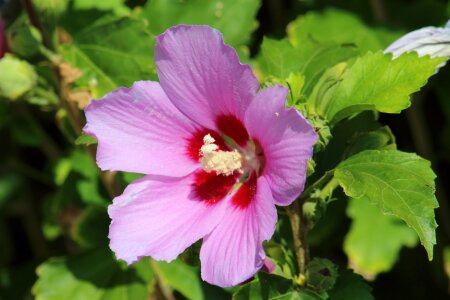 Sheet no one blooming