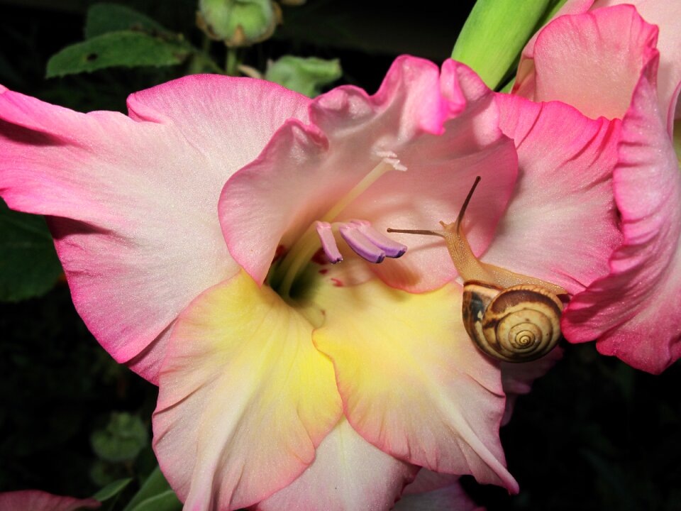 Garden leaf petal