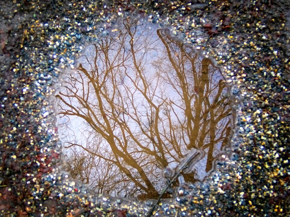 Mirroring tree ground