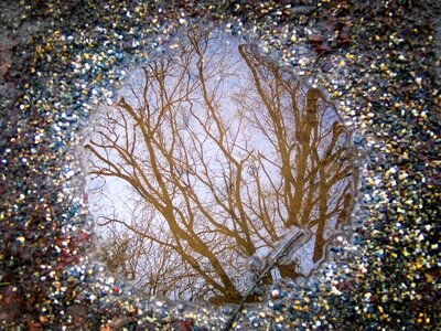Mirroring tree ground photo