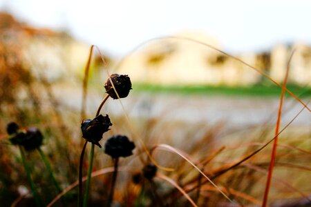 Grass field fall