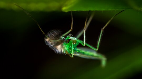 Nature bespozvonochnoe the mosquito