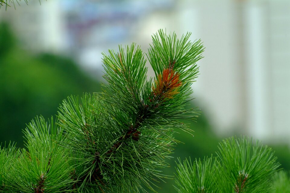 Sewing needles wood pine