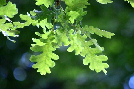 Nature tree freshness photo