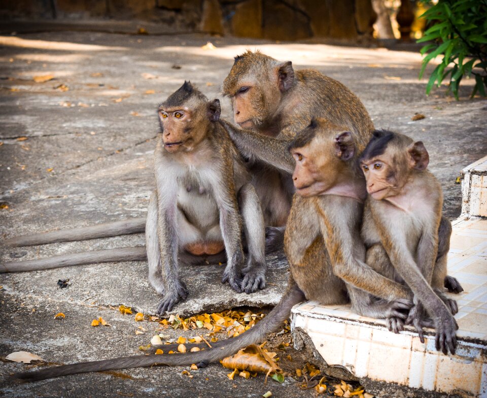 Monkey nature sitting